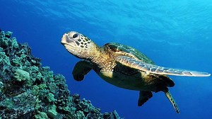 Endangered Turtle Species and More ▷➡️ Postposmo
