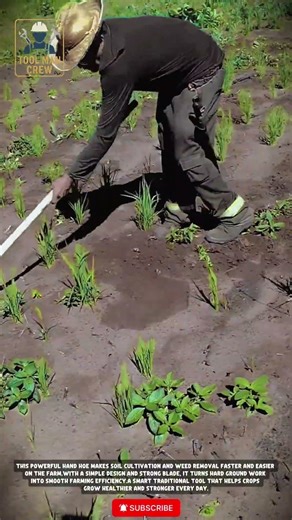 Strong & Efficient Hand Hoe Tools for Soil Cultivation and Weed Removal in Small Farm Fields