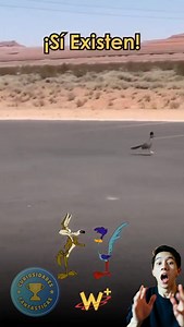 El Coyete y el CORRE CAMINOS sí existen #sabiasque #coyote #animales #reels #viral | Curiosidades Fantásticas