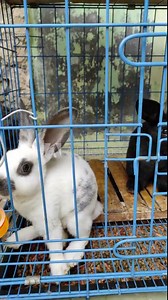 Polish rabbits in cage three tails, white, black. ornamental rabbit breeder