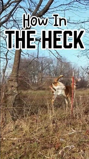 This deer trapped himself. #wildlife #wildanimals #deer #outdoors #automobile