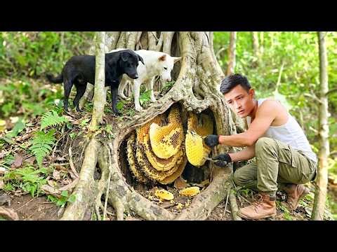 Rescuing Wild Beehive from Tree, Bringing Home & Farm Care Routine | Countryside Living