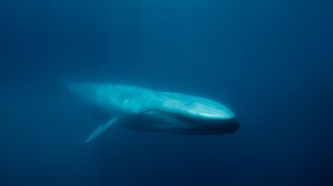 2.3K views · 21 reactions | Dive into the world of giants with "Blue Whales: Return of the Giants 3D." this stunning film explores the blue whale's incredible comeback from near extinction.. Join expeditions in the Seychelles and Gulf of California to uncover secrets of these majestic creatures, alongside dolphins, sperm whales, orcas, and more.  dmns.mobi/bluewhalesgs #films | Denver Museum of Nature & Science | Facebook