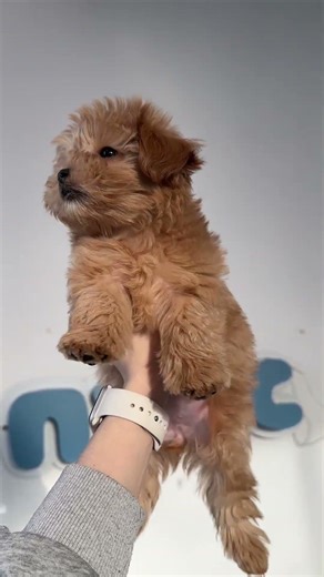 Твой щенок уже ждёт тебя♥️Мальтипу F1, доставка по всему миру ТГК: pufs_maltipoo