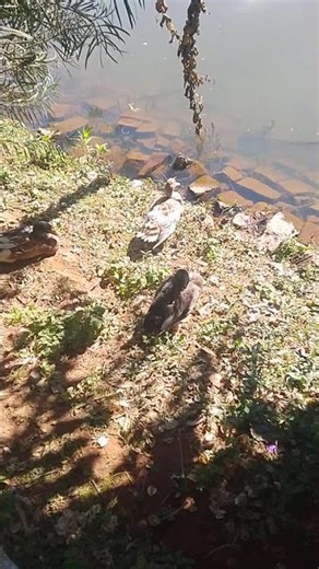 what is this.please tell me in comment