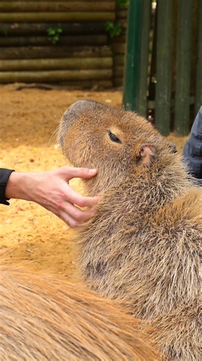 Meet the Capybara and Tapir! 🎉 Come face-to-face with our adorable capybaras and tapirs with our brand-new experience! 🐾 👉 Book your experience online at www.hertfordshirezoo.com | Hertfordshire Zoo