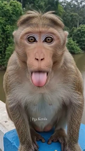 Pappumon. Monkey face expression. laughing monkey. monkey rare action. funny monkey. funny animal🙏🙏