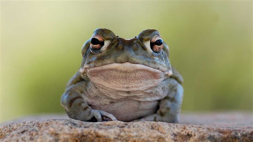 The National Park Service warns people to stop licking this toad