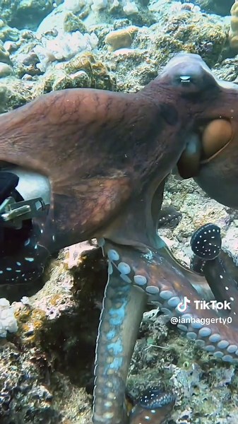 Incredible Octopus Encounters in Marine Life Adventures