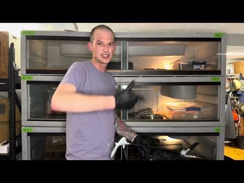 Safely Feeding Rabbits to Large Boas. #snake #boaconstrictor #ballpython