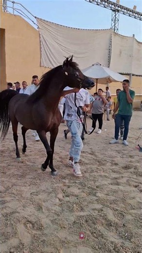 خروج الحصان العربي الكنز
