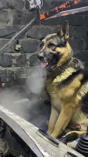 Truck Dogs #wheelingwithdogs #dogs #toyota #trd #funnydogs #4x4 #4wd #offroad #4runner #tacoma