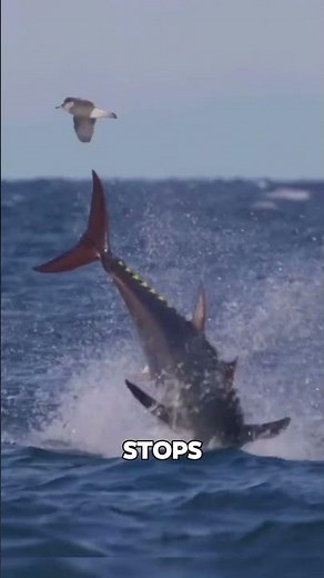 Why Is Tuna Meat Red?
