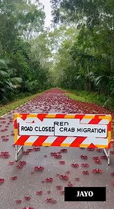 6.6K views · 48 reactions | When the whole neighborhood decides to jaywalk at the same time | jayo | Facebook
