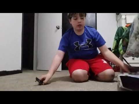 How to heel flip on a tech deck for beginners