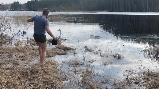 WATCH: A police officer in Finland stripped down to his bare feet to rescue a swan trapped in a fishing net. 🦢 (Credit: Itä-Suomen poliisilaitos via Storyful) | FOX6 News Milwaukee