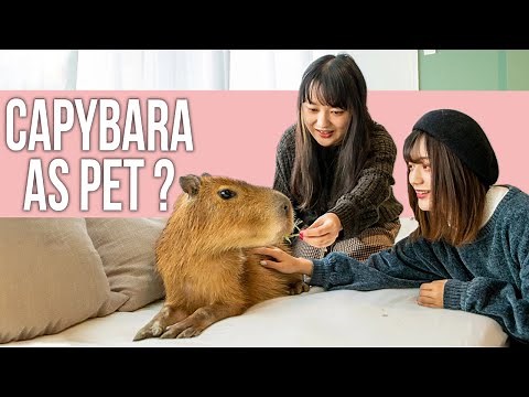 Should You Keep a Capybara as Pet?