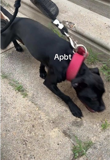 The Legacy of Floyd Boudreaux's Game Dogs