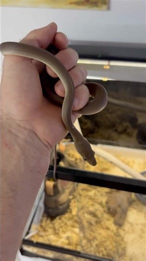 🐍 🏠 Mr.Slinky’s House!! #welcome#snake#python#house#pet#petsnake#shorts#nature#reptiles#australia