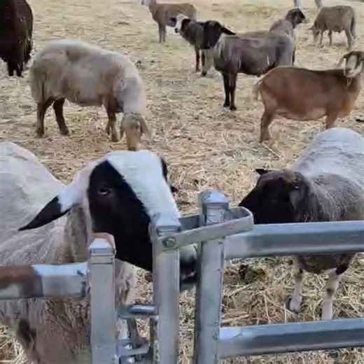 This coming new year, live like someone left the gate open! 😆 Thanks Ragnar 🐑 for showing everyone how to move paddocks 😅 #possumvalleyanimalsanctuary #valleyofhope #rescuesheep #sheeplove #sanctuary | Possum Valley Animal Sanctuary