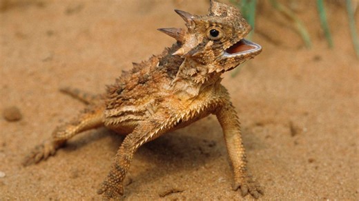Meet The Lizard That Shoots Blood From Its Eyes — A Herpetologist Explains