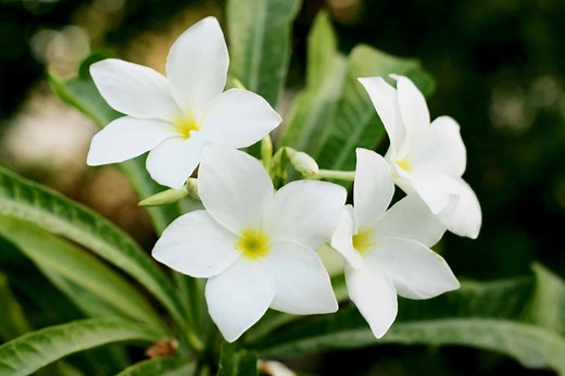 Explore the Symbolic Healing Properties of These 10 Flowers