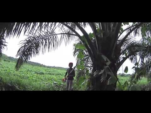 STIHL PC70 (Palm Cutter) Demonstration Highlights (Extended)