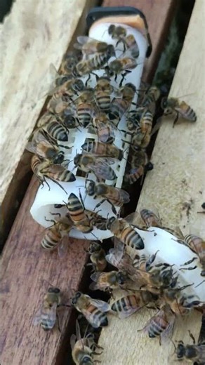 #ihavethisthingwithplants #honeybeesting #bee #honey #beefeater