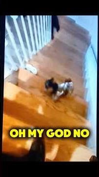 Hilarious dog video, doing silly things. #shorts #funny #pets