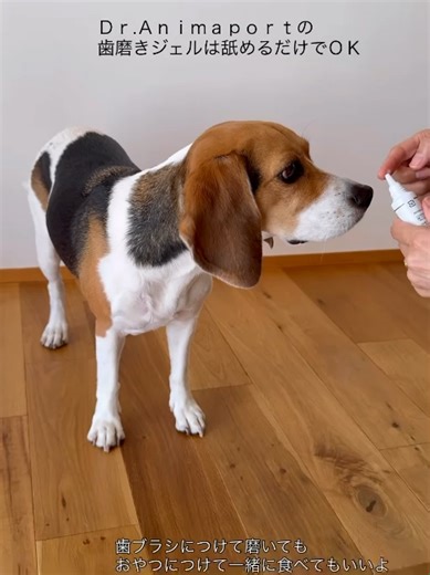 獣医師W監修の“本気で優しい”デンタルケア🪥✨ 卵殻アパタイトが歯垢を吸着し、 気になる口臭をすっきりケアします。 ジェルタイプでペロッとなめてもOK。 初めての歯磨きにも使いやすいアイテムです🐶🐱 #犬好きと繋がりたい #犬の歯ケア #ペットグッズ #ペットライフ #ドクターアニマポート