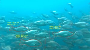 Biomass Estimation for Aquaculture - Innovasea