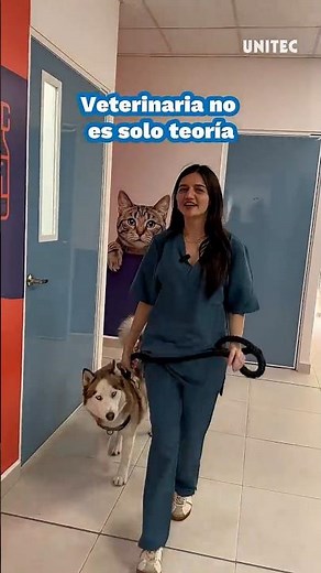 This Is What a Veterinary Clinic Is Like
