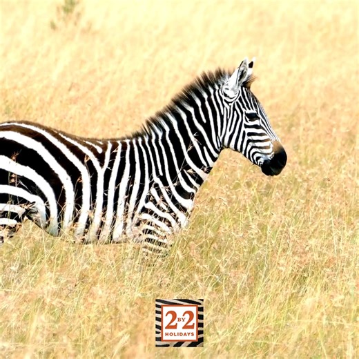 2by2Holidays on Instagram: "International Zebra Day Today we’re celebrating one of Africa’s most striking icons, the zebra. From the vast plains of the Serengeti to the arid landscapes of Samburu, zebras play a vital role in the ecosystem and are a highlight of any safari. Did you know there are three species of zebra, each with its own unique stripe pattern, no two are ever the same? Spot them grazing alongside giraffe, wildebeest and antelope on expertly guided safaris across East and Southern