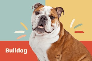 Bulldog (English Bulldog or British Bulldog)