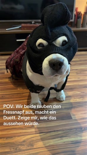 Jetzt seid ihr dran, damit wir ein richtig vollen Bauch haben, überfallen wir beide den Fressnapf. Komm, wir zeigen der TikTok for you, wie es richtig funktioniert. ##pov##fressnapf##fyp##duett##vorlage
