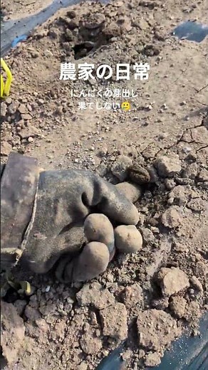 気温3度でにんにくの芽出し作業【農家の日常】