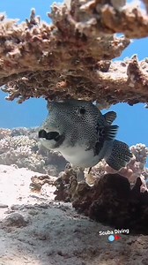 92K views · 6.2K reactions | Massive pufferfish 樂 #pufferfish #scubadiving #redseadiving #marinelife #wildlifeconservation #followandshare | Scuba Diving | Facebook