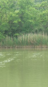 #fising #pescuit #feederfishing #catchandrelease #fishinglife | Daniel Santa Fishing