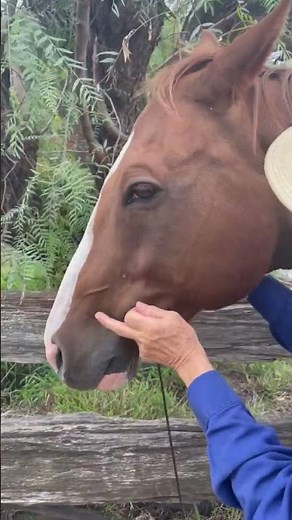 Hackamore & Bosal. Getting the correct fit