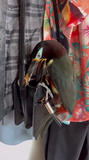 Chester’s rules are the only rules 👑✍️ #toucan #bird #petbird #pettoucan #aracari #chester #exoticpets #exoticanimals #houserules #vaseline @vaselinebrand | Chester the Toucan