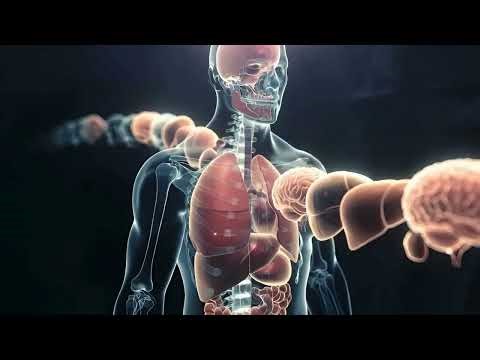 Human Body System Explained | How Our Body Works Internally | Full Educational Vide