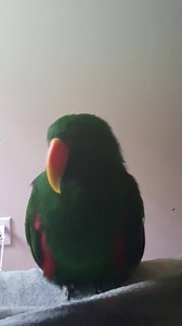 6.3K views · 291 reactions | Boggie. beak grinding morning chores are done. We are going to rest a bit wait for second wind to sweep rescue floors. Grinding: Beak grinding is often a sign of contentment in birds and is heard most often as the bird falls asleep. It is characterized by the side-to-side sliding of one beak over the other. It is believed by some experts that birds grind their beaksto keep them in their best condition. | APR All Parrot Rescue | Facebook