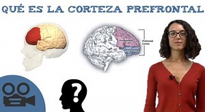 Qué es la corteza prefrontal - con vídeo