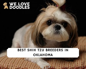6 Best Shih Tzu Breeders in Oklahoma! - We Love Doodles