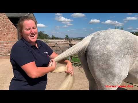 Stretching and Core Stability Exercises involving your horse's tail