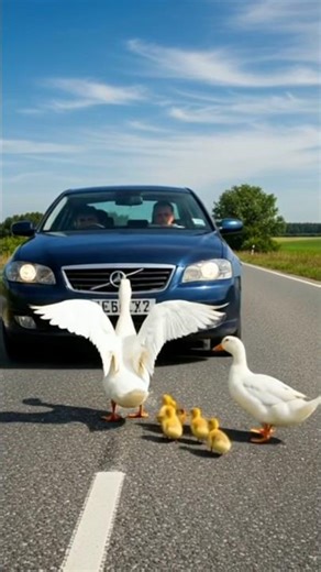 Brave Mother Duck Attacks Car 😱｜ヒナを守る勇敢な母アヒル | Wildlife Moment