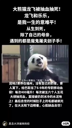 JUSTICE FOR DEAD PANDAS! PANDA LOONGFEI DEAD BECAUSE OF KEPT SUCKING HIS BLOOD FOR SO MANY YEARS. AFTER TOOK HIS BLOOD HE WAS THROWN TO THE POOL. SUFFERED MANY YEARS THEN HE DIED😭 #chinapanda #babypandas #chinanationaltreasure #wwf #pandaabuse
