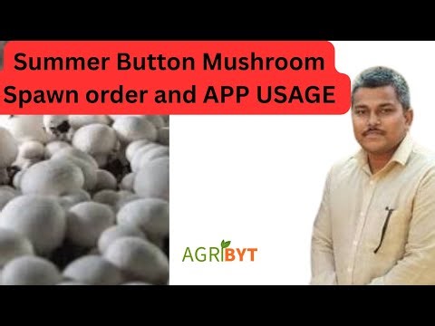 Summer button MUSHRROM spawn order and APP USAGE 