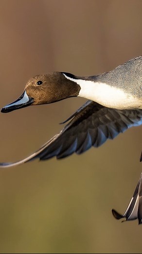 Northern Pintail in the Spotlight 2. Music courtesy of Epidemic Sound | Phil Gower Bird Photography