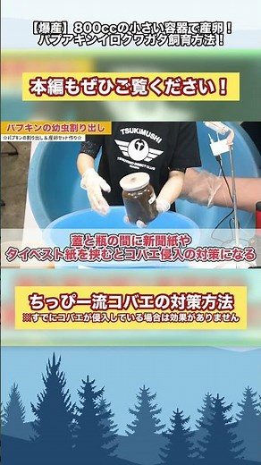 ちっぴー流コバエの対処法！｜【切り抜き】800ccの小さい容器でも産卵する！パプアキンイロクワガタ飼育方法！ #カブトムシ #クワガタ #クワカブ #昆虫 #shorts #採集 #田舎暮らし